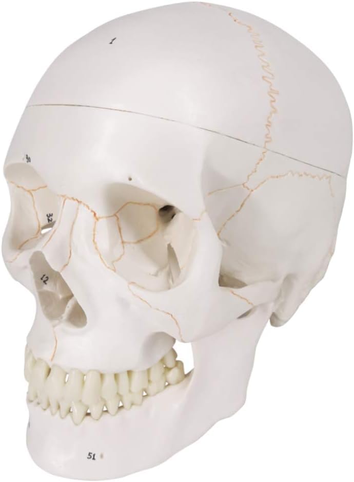 NEW HORIZON Human Skull Anatomical Model,with Painted Sutures 54 Pcs Labeled Numbered Skull Models for Medical Students,Human Brain Model for Drawing Anatomy