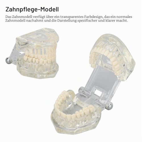 Dental Oral Typodont, Learning Tooth Model with Clear Structure, Standard Dental Dental Model, Dental Model Compatible with Dentists, Teachers and Students