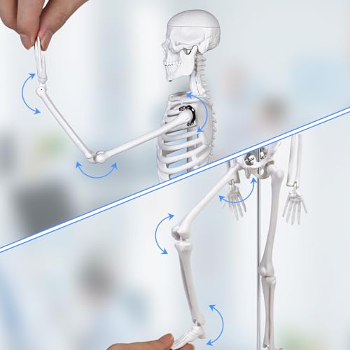 Mini Human Skeleton Model, 45 cm Large Small Human Skeleton Model, Movable Arms for Medical Teaching, Education, Display