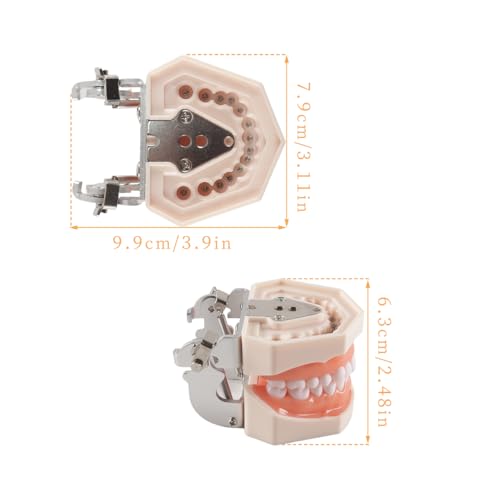 Dental Typodont Teeth Model 28 Pieces Replacement Teeth for Dentist Practice Training Dentists Students