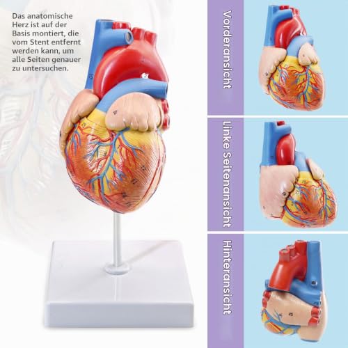 Human Heart Model Life Size Medical Heart Model for Anatomy, 2 Part Heart Models Anatomy