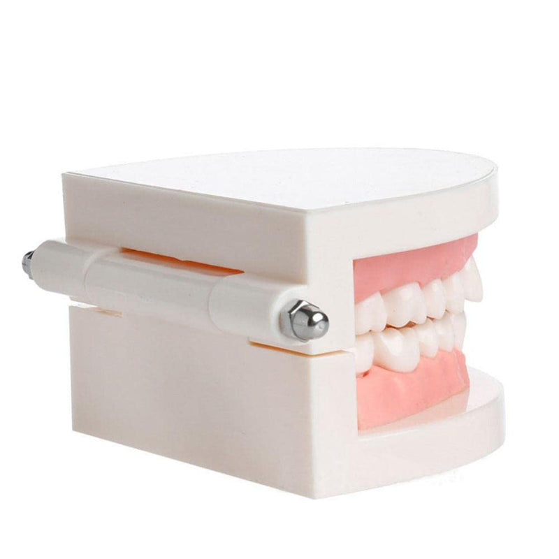 Wangcl Teeth Dental Demonstration Model Dental Model Anatomical for Dental Teaching or Oral Care tamaño para niños