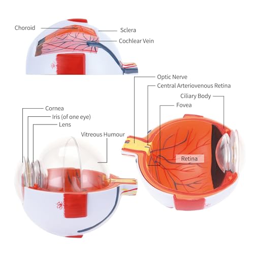 Eye Anatomy Model, 6X Enlarged Eyeball Model, Human Eye Anatomical Model for Science Education Study Display Medical Eye Model