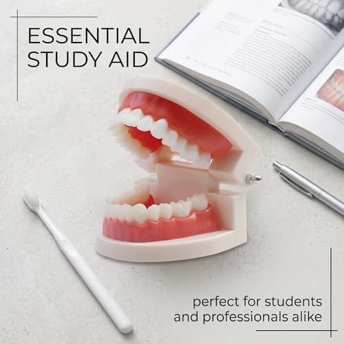 Teeth Model, Dental Care Model, Demonstration Dental Model, Adult Simulation Teeth Model Display, Standard Dental Study Model, for Dental Teaching or Oral Care, Pack of 1