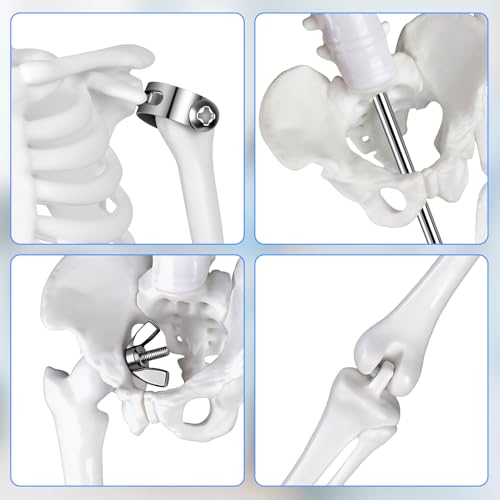 Mini Human Skeleton Model, 45 cm Large Small Human Skeleton Model, Movable Arms for Medical Teaching, Education, Display