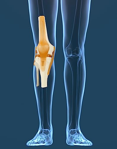 QWORK Life-Size Human Knee Joint Model Skeleton Anatomy for Medical Learning and Teaching (30.5 cm Height)