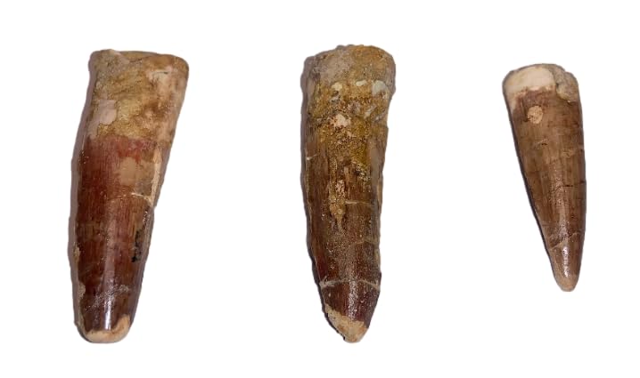 DINOSAURS ROCK® Genuine Spinosaurus Dinosaur Fossil Tooth - 1.5"
