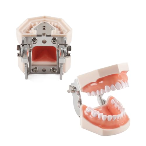 Dental Typodont Teeth Model 28 Pieces Replacement Teeth for Dentist Practice Training Dentists Students