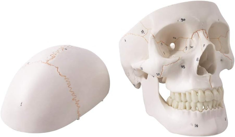 NEW HORIZON Human Skull Anatomical Model,with Painted Sutures 54 Pcs Labeled Numbered Skull Models for Medical Students,Human Brain Model for Drawing Anatomy