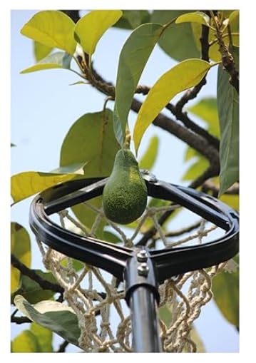 Generic mango fruit picker with replaceable sharp blade, cotton net, composite tool head without pole