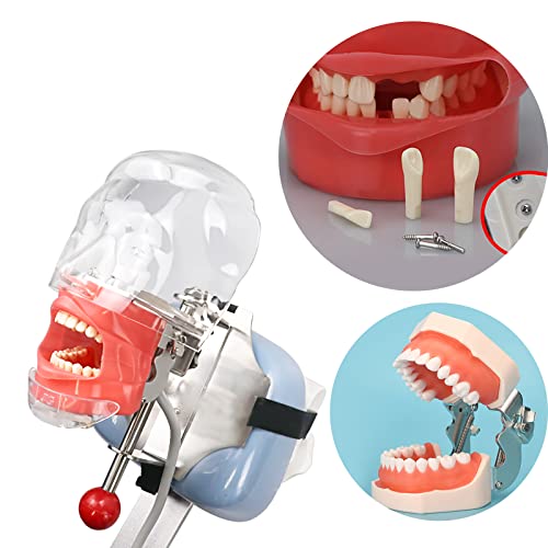 TM-021 Dental Typodont Teeth Model Complete Removable Teaching Tools Typodont Joints Anatomy Teeth Model 28 Removable Teeth with a