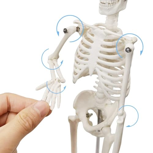 45 cm high human skeleton model for anatomy, human body model, full body with movable arms, leg bone structures, whole spine ribs of the skeleton model are integrated