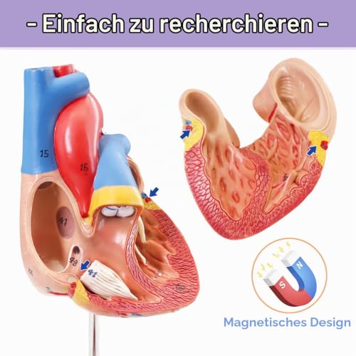 Human Heart Model Life Size Medical Heart Model for Anatomy, 2 Part Heart Models Anatomy