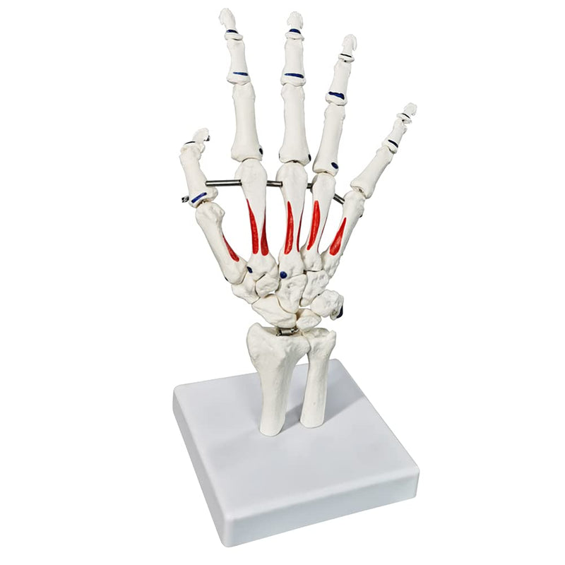 Life Size Skeletal Hand Model with Wrist, Ulnaand Radius, Articulated Hands Skeleton Secured with Wire, Hand Joint Model Palm Bone Anatomical Muscle Start and End Point Tag Recognition