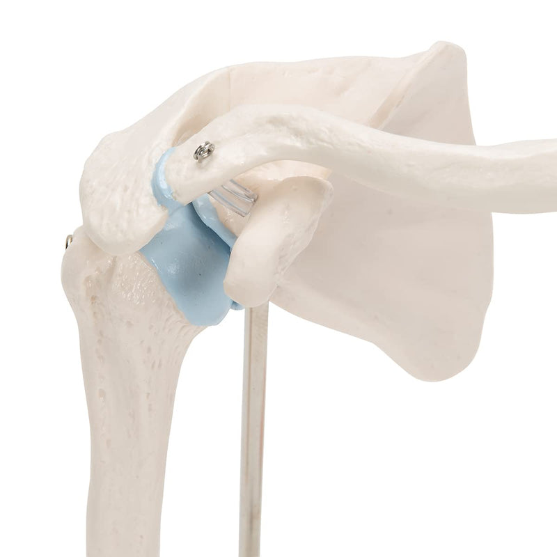 3B Scientific A86/1 Mini Cross Section Shoulder Joint + Free Anatomy Software "3B Smart Anatomy" Mini shoulder joint