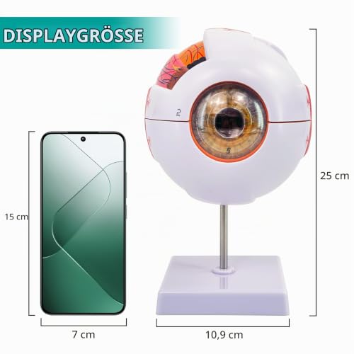 Eye Anatomy Model, 6X Enlarged Eyeball Model, Human Eye Anatomical Model for Science Education Study Display Medical Eye Model