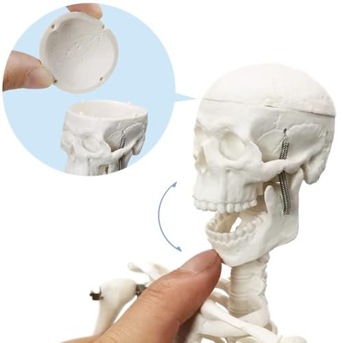 45 cm high human skeleton model for anatomy, human body model, full body with movable arms, leg bone structures, whole spine ribs of the skeleton model are integrated