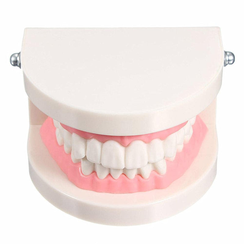 Wangcl Teeth Dental Demonstration Model Dental Model Anatomical for Dental Teaching or Oral Care tamaño para niños
