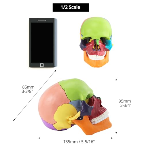 QWORK Coloured Skull Model 15 Pieces for Anatomy Lessons, Detailed Colour Display Allows Quick Identification