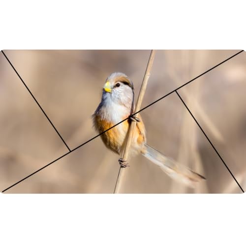 3pcs Golden Ratio View Finder 3 Styles Photo Composition Tool Fibonacci Viewer Photography Artist Viewfinder Rule of Thirds Composition Tool for Photography Painting Sketching Drawing
