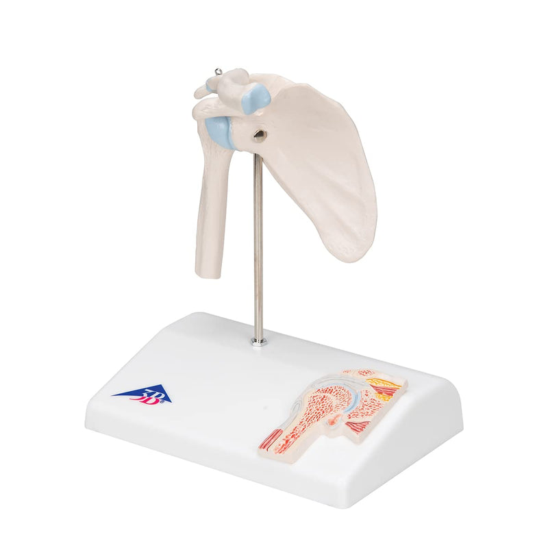 3B Scientific A86/1 Mini Cross Section Shoulder Joint + Free Anatomy Software "3B Smart Anatomy" Mini shoulder joint