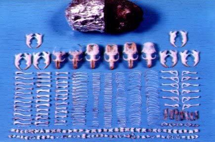 [Australia - AusPower] - Jumbo Owl Pellets, Pack of 5, with Bone Sorting Sheet, Inc. 