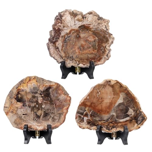 TUMBEELLUWA Natural Polished Petrified Wood Slab with Wooden Display Stand