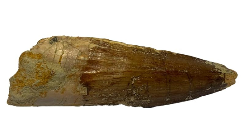 DINOSAURS ROCK® Genuine Spinosaurus Dinosaur Fossil Tooth - 1.5"