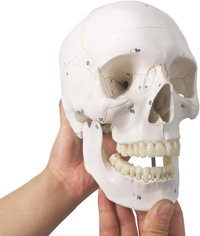 NEW HORIZON Human Skull Anatomical Model,with Painted Sutures 54 Pcs Labeled Numbered Skull Models for Medical Students,Human Brain Model for Drawing Anatomy