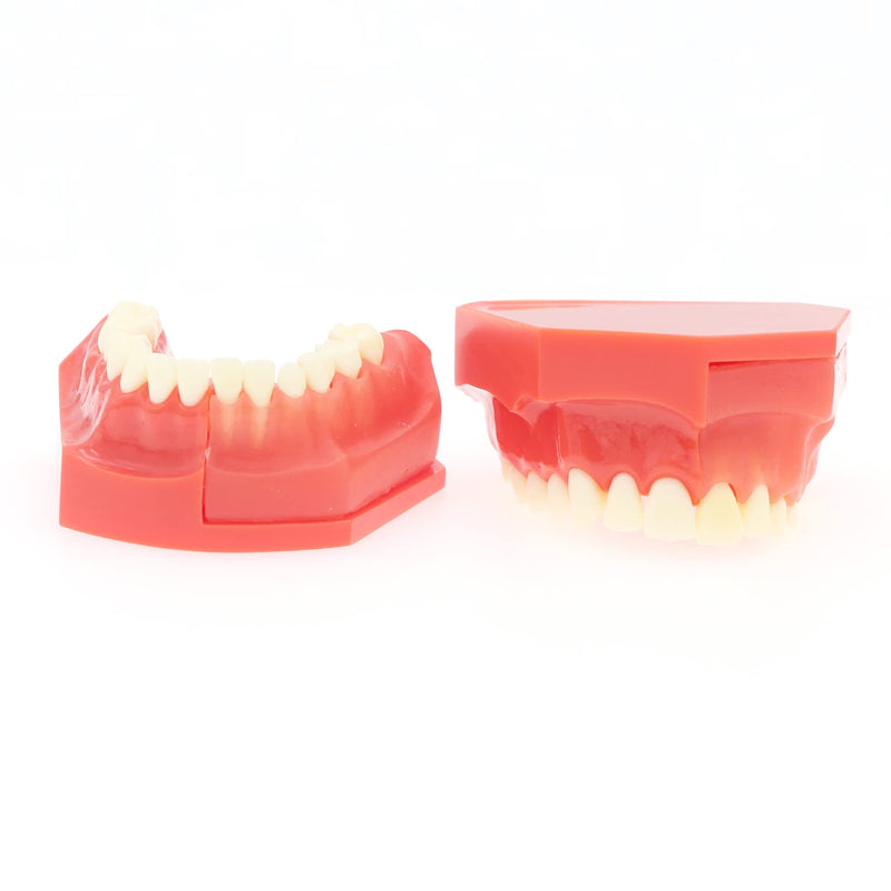 [Australia - AusPower] - Teeth Typodonts Dental Model #7013 - Teeth Eruption Development Model Alternating Model of Constant Pressure of Deciduous Teeth 
