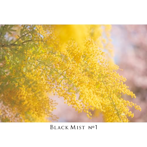 Kenko Diffusion Effect Filter Black Mist No.1 N φ77mm, Soft Effect, for That Perfect Cinematic Scene, Made in Japan, 449936 77mm