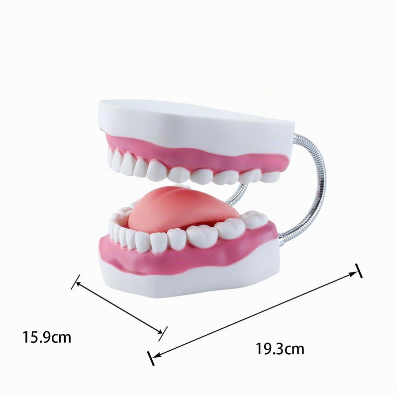 6 Times Larger Dental Model with Moving Tongue, Bendable Stand, Realistic Colours for Dental Education, Practical Treatment