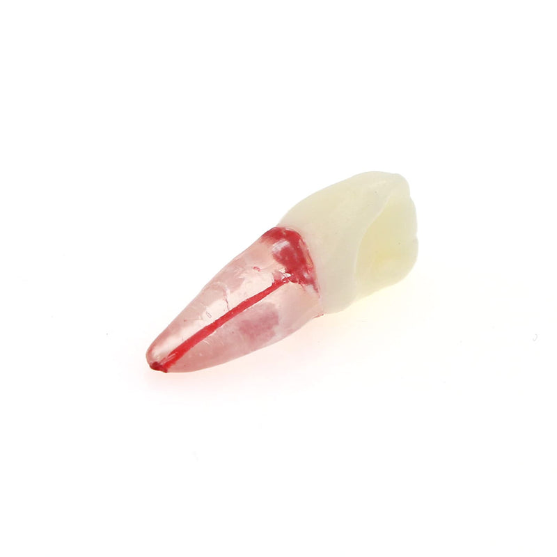 [Australia - AusPower] - 5Pcs Dental Root Canal Pulp Cavity Teeth Model Endodontic Practice RCT Typodont M8007 11# 14# 16# 21# 33# 34# 35# 36# 44# 45# Practicing Study Teach (5Pcs-M8007-11#) 