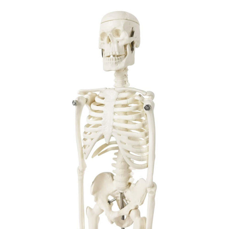 Mini Human Anatomy Full Body Skeleton Model, 17.7"/45 cm | EVOTECH SCIENTIFIC Modelo Anatómico De Esqueleto Humano, Adecuado Para El Aprendizaje De Anatomía, Demostración Didáctica 45CM (17.7")