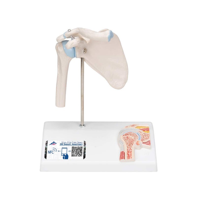 3B Scientific A86/1 Mini Cross Section Shoulder Joint + Free Anatomy Software "3B Smart Anatomy" Mini shoulder joint