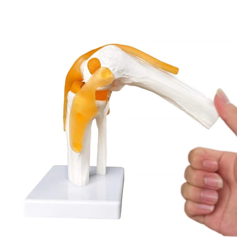 Human Anatomy Knee Joint Model 1:1 with Ligaments / Textbook | EVOTECH SCIENTIFIC Knee Joint Bone Anatomy Model, Suitable for Anatomy Studies, Education and Teaching Purposes Knee With Ligament