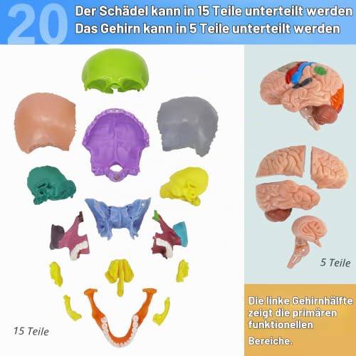Human Skull with Brain Anatomy Model, 1:2 Half Life Size | EVOTECH SCIENTIFIC Detachable skull anatomy model, suitable for anatomy studies, education and teaching purposes, 20 pieces mini skull model with brain