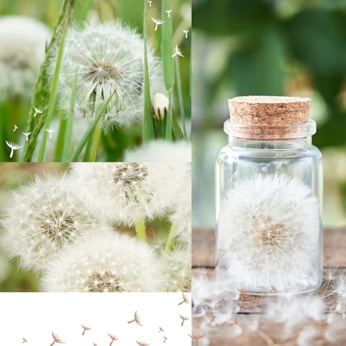 Shirene Real Dandelion In A Glass, Dandelion Gift Handmade Spiritual Gifts For Women, Girlfriend, Birthday, Mother's Day, Mum, Kids, Best Friend