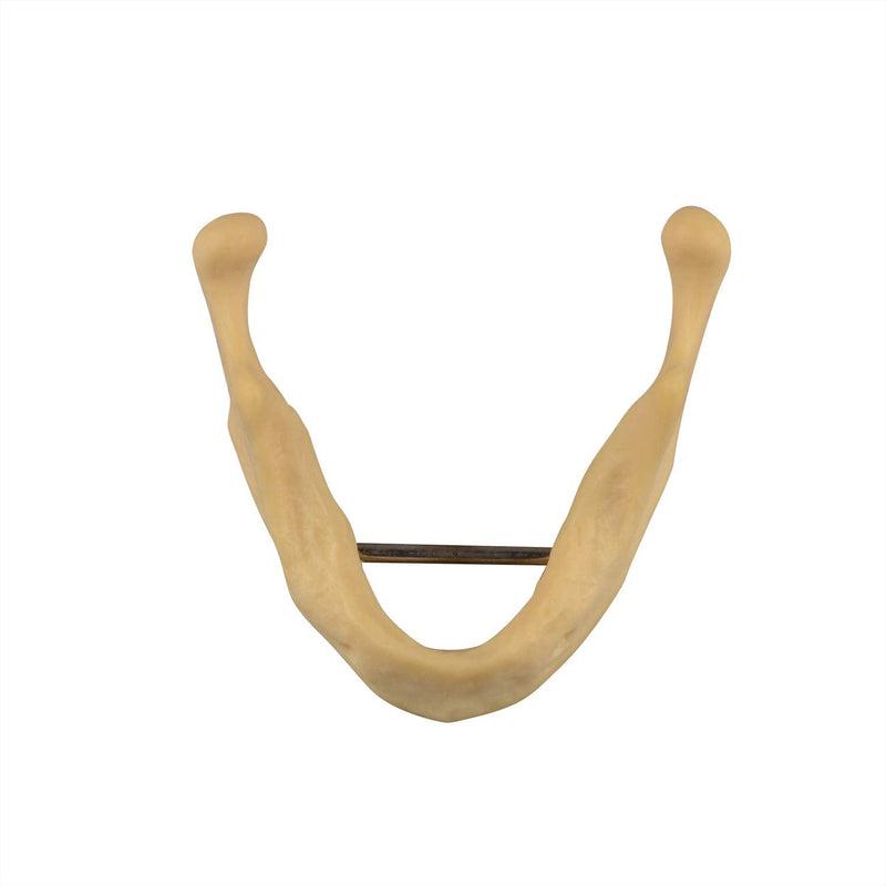 [Australia - AusPower] - Plain Mandible for Drilling Practice, Basic Implant Training Model for Dental School Students, Great Dental Training Tooth for Dental Implant Practice 