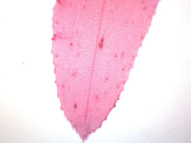[Australia - AusPower] - EISCO Elodea, Submerged Leaf - Prepared Microscope Slide - 75 x 25mm - Microscopy Single Slide 