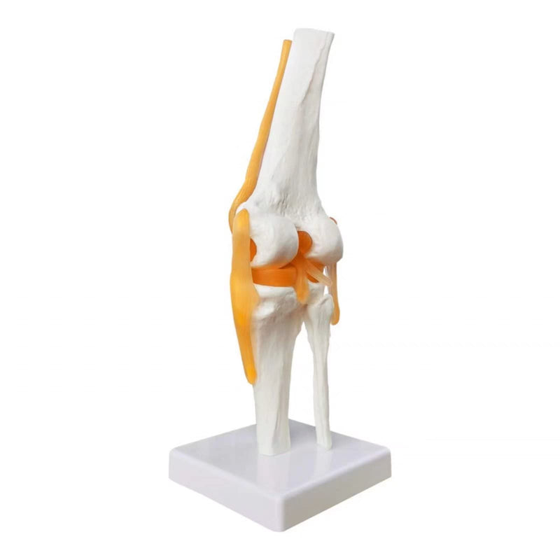 Human Anatomy Knee Joint Model 1:1 with Ligaments / Textbook | EVOTECH SCIENTIFIC Knee Joint Bone Anatomy Model, Suitable for Anatomy Studies, Education and Teaching Purposes Knee With Ligament