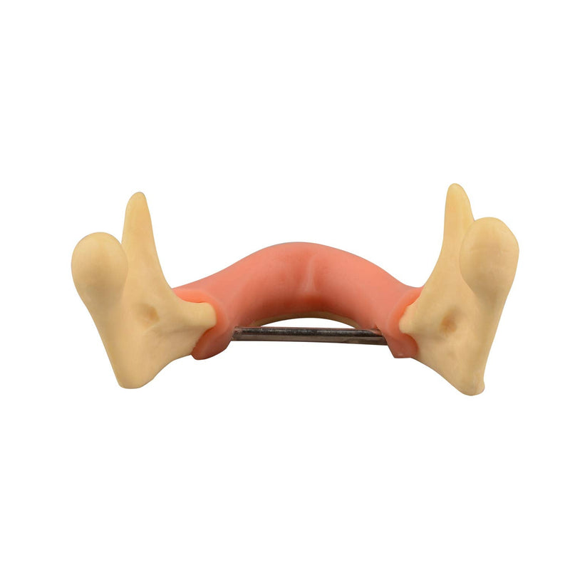 [Australia - AusPower] - Mandible with Soft Tissue for Drilling Practice, Basic Implant Training Model with Practice Soft Artificial Tissue, Great Dental Training Tooth for Dental Implant Practice 