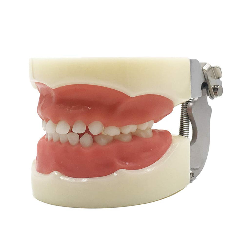 [Australia - AusPower] - Typodont Child Teeth Model, with 24pcs Removable Teeth, Compatible with Kilgore Nissin for Teaching, Study 