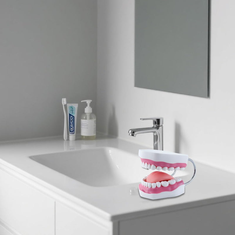 6 Times Larger Dental Model with Moving Tongue, Bendable Stand, Realistic Colours for Dental Education, Practical Treatment