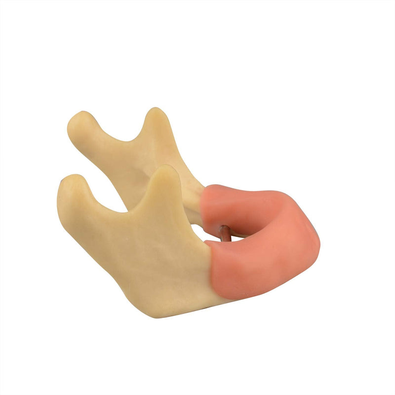 [Australia - AusPower] - Mandible with Soft Tissue for Drilling Practice, Basic Implant Training Model with Practice Soft Artificial Tissue, Great Dental Training Tooth for Dental Implant Practice 