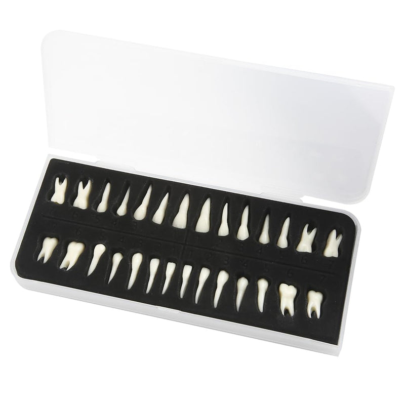 Tooth Model, 1:1 Adult Tooth Model, Permanent Teeth Demonstration Kit | 28 black teeth, 1:1 tooth model made of high-quality resin. Ideal for dental students & teaching. Includes storage box
