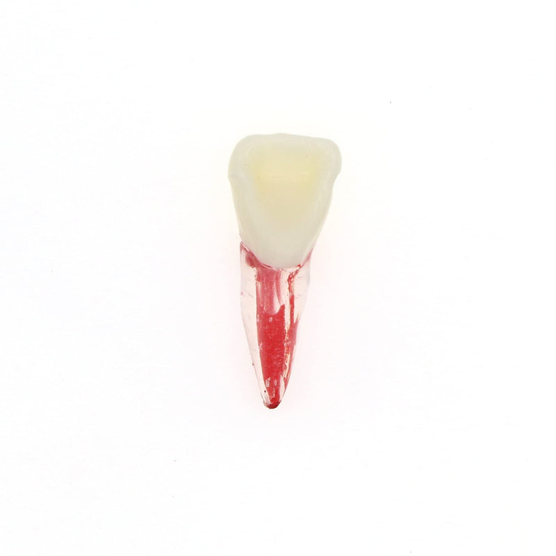 [Australia - AusPower] - 5Pcs Dental Root Canal Pulp Cavity Teeth Model Endodontic Practice RCT Typodont M8007 11# 14# 16# 21# 33# 34# 35# 36# 44# 45# Practicing Study Teach (5Pcs-M8007-11#) 