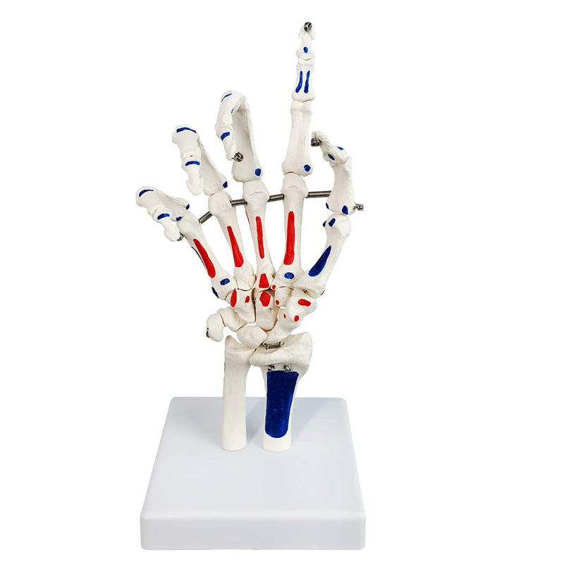Life Size Skeletal Hand Model with Wrist, Ulnaand Radius, Articulated Hands Skeleton Secured with Wire, Hand Joint Model Palm Bone Anatomical Muscle Start and End Point Tag Recognition