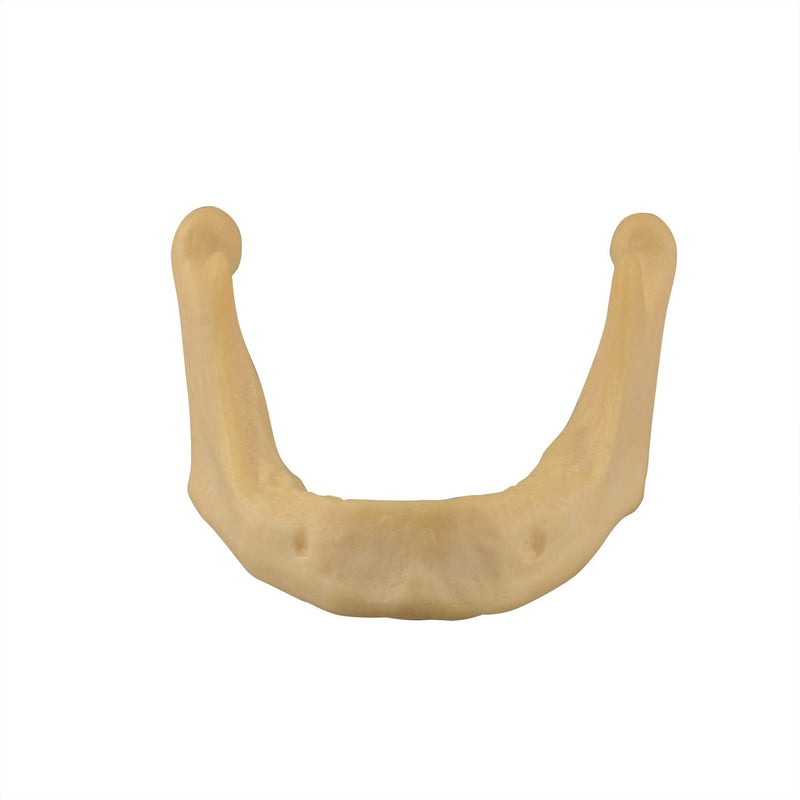 [Australia - AusPower] - Plain Mandible for Drilling Practice, Basic Implant Training Model for Dental School Students, Great Dental Training Tooth for Dental Implant Practice 