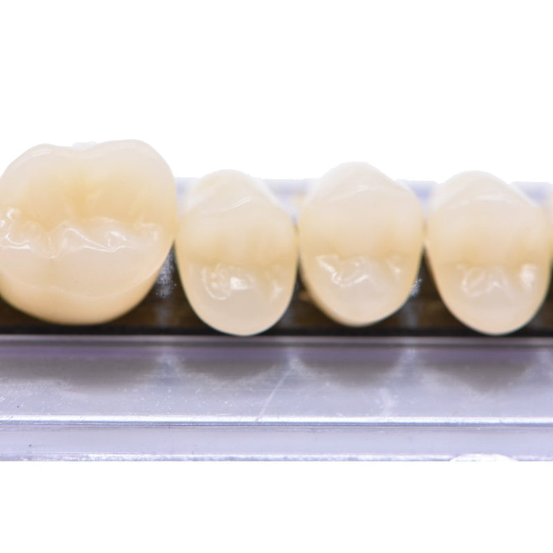 [Australia - AusPower] - 168Teeth Dental Synthetic Resin Tooth Denture Dentistry for Halloween Horror Teeth,Dental Education,Dental Teeth Teaching Model (23A3(6SET)) 23a3(6set) 
